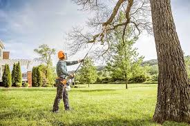 Best Tree Maintenance Programs  in Hotchkiss, CO