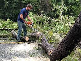 Trusted Hotchkiss, CO Tree Care Experts