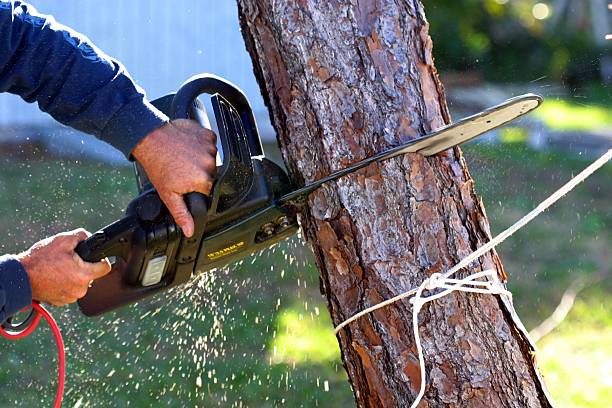 Best Stump Grinding and Removal  in Hotchkiss, CO
