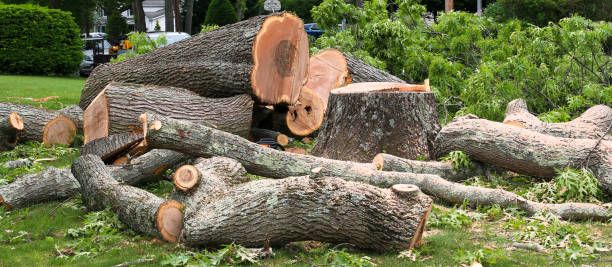 Best Arborist Consultation Services  in Hotchkiss, CO