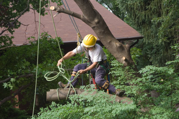 Best Palm Tree Trimming  in Hotchkiss, CO