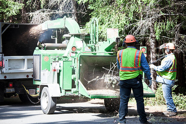 Best Commercial Tree Services  in Hotchkiss, CO