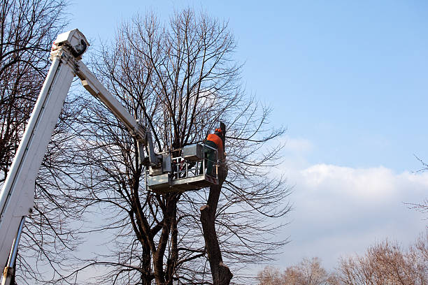 Best Tree Health Inspection  in Hotchkiss, CO