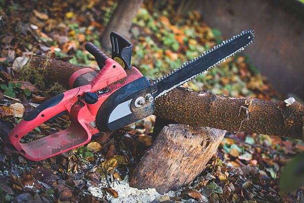 How Our Tree Care Process Works  in  Hotchkiss, CO